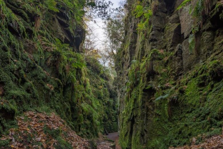 chasm deep in the woods