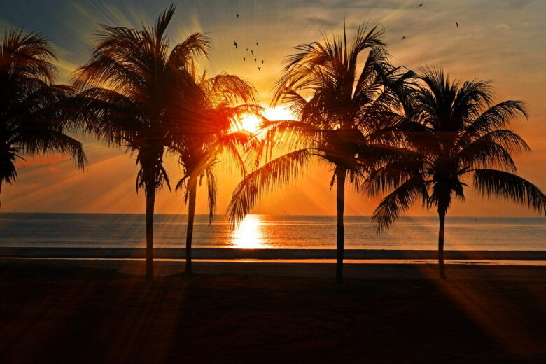silhouette of palm trees on the beach while the sun sets over the ocean
