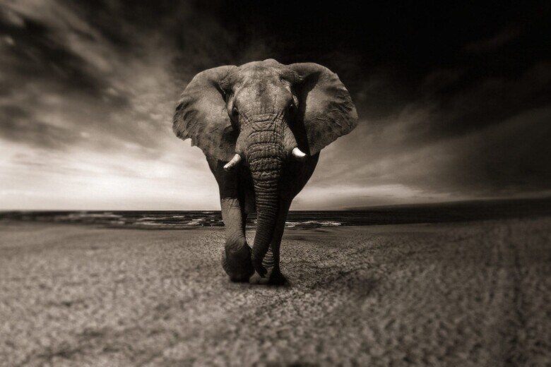 elephant charging straight ahead over barren landscape