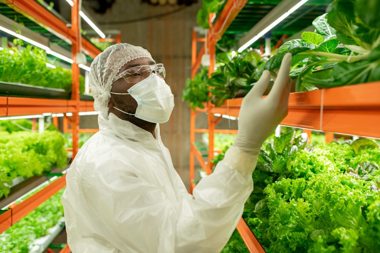 Young Black male agroengineer in workwear looking at green spinach seedlings