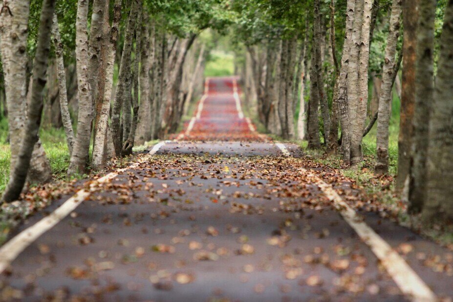 long, straight, paved road lined with trees and dotted with fallen leaves
