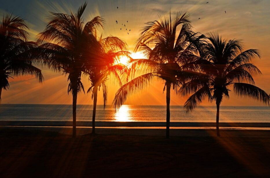 silhouette of palm trees in front of the sun setting over a calm ocean