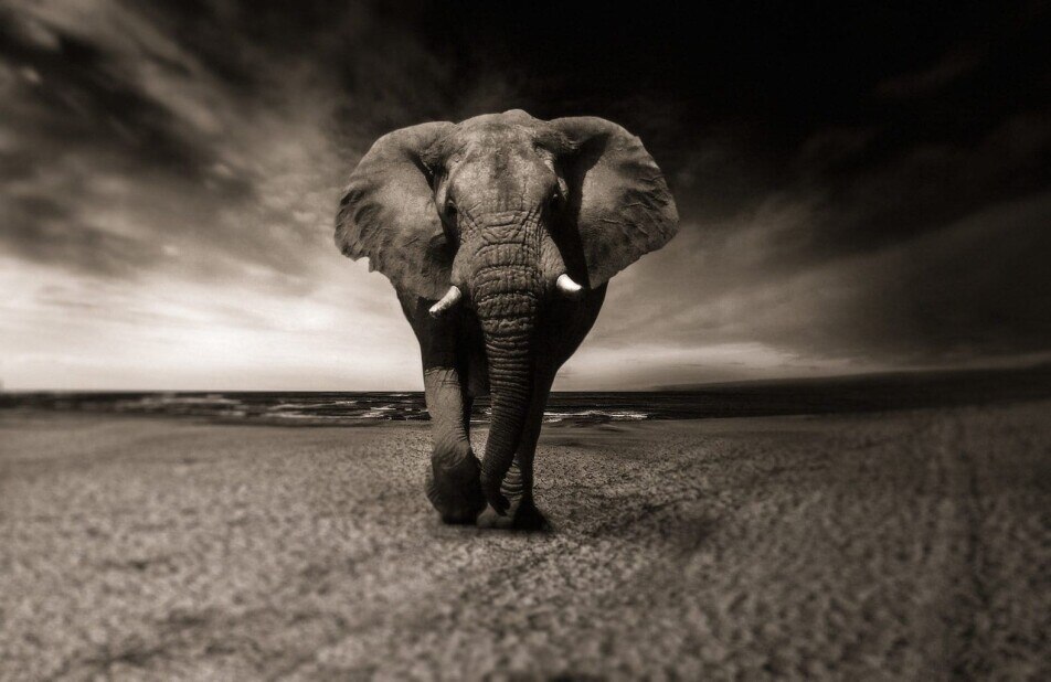 large elephant charges forward in a dry, desolate landscape