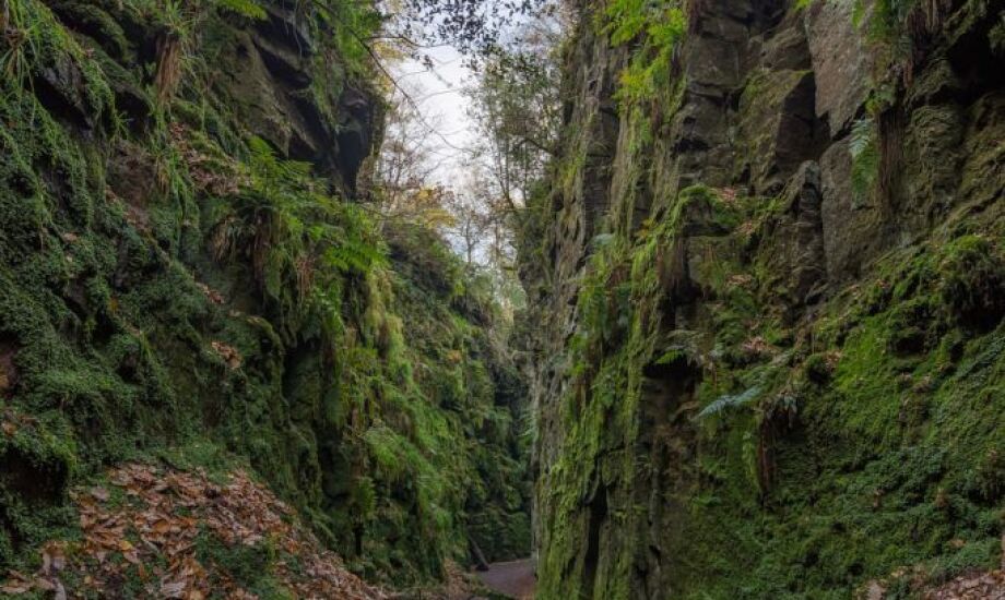 chasm deep in the woods