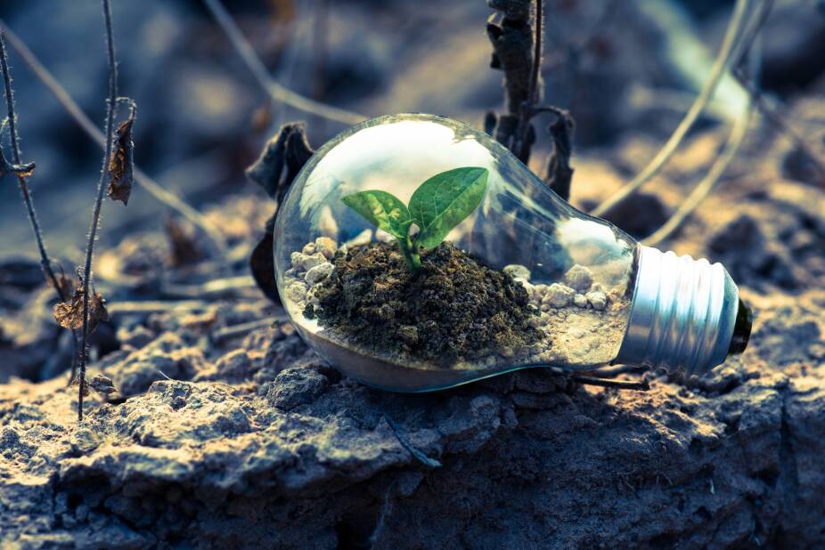 clear, glass lightbulb with a small plant growing inside, resting on a rocky, uneven surface