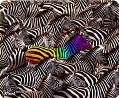 a single rainbow-colored zebra in a herd of black and white zebras