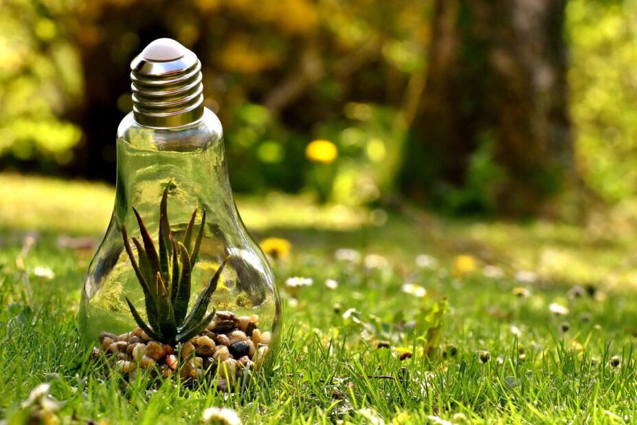 small plant growing inside a clear light bulb sitting in a green, grassy filed among the trees
